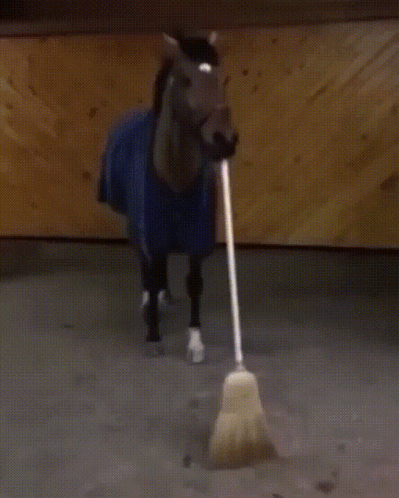 a horse brushing a broom back and forward